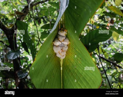 White tent making bat hi-res stock photography and images - Alamy