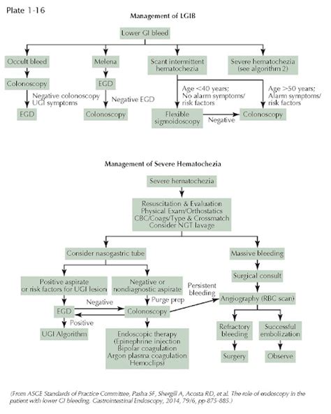 Overview of Gastrointestinal Hemorrhage - pediagenosis