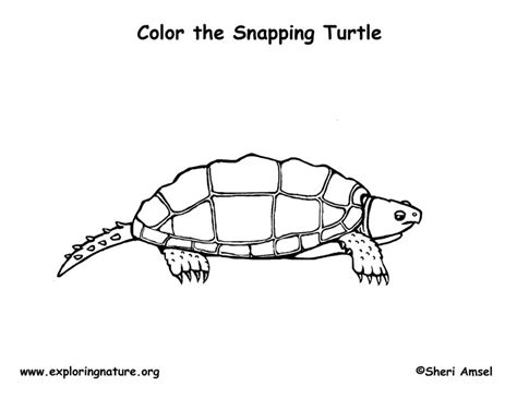 Snapping Turtle Coloring Page