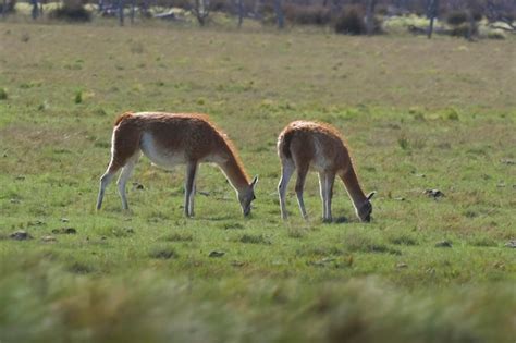 Premium Photo | Lama animal in pampas grassland environment la pampa ...