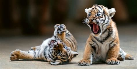 Rare Malayan Tiger Cubs Show Their Personalities - ZooBorns