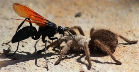 SCARY! 10 facts about tarantula hawk wasps