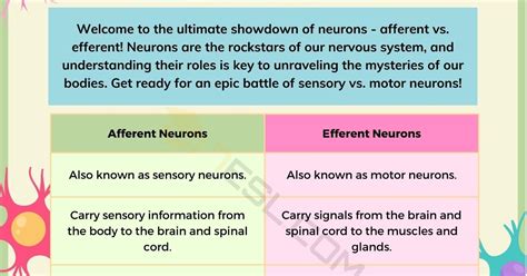 Afferent vs. Efferent: Understanding the Difference • 7ESL