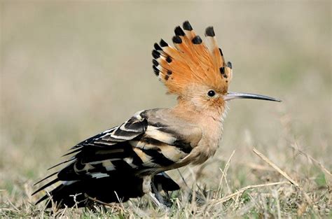 Hoopoes are most notable for their distinctive ' crown' of feathers, and are found across Afro ...