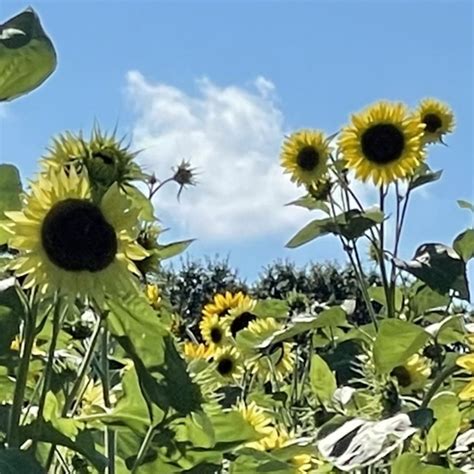 Sunflower Farm Teaching Resources | Teachers Pay Teachers