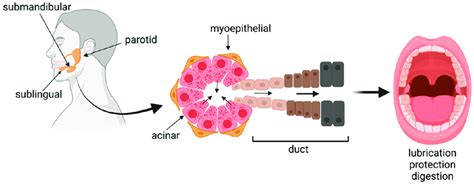 Schematic of the three major types of salivary glands, general gland... | Download Scientific ...