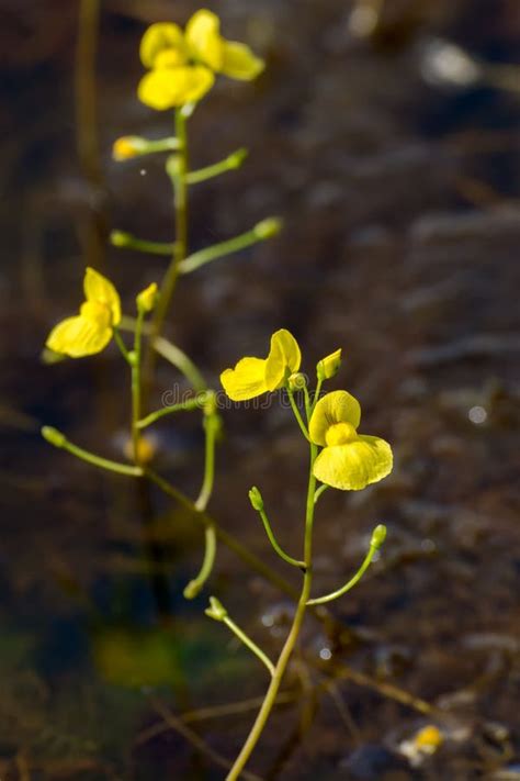 Golden bladderwort flower stock image. Image of utricularia - 282615603