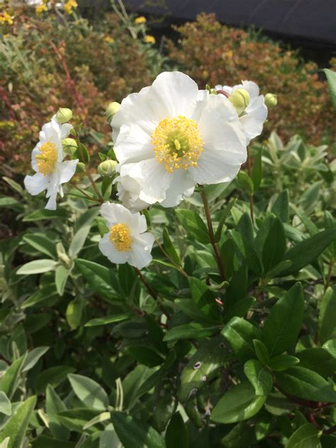 Carpenteria californica - Xera Plants