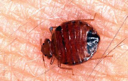 New York City bedbugs subject of new public-awareness campaign - masslive.com