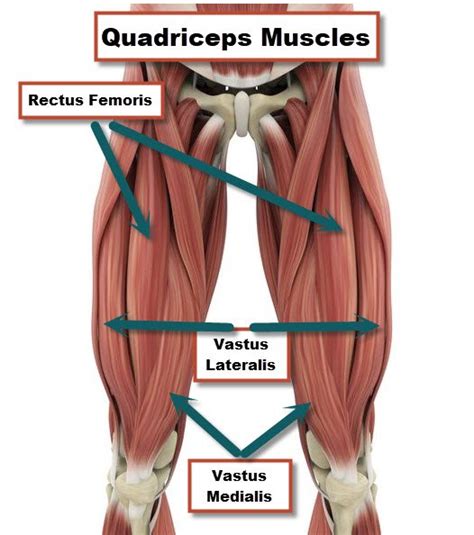 Quadriceps or Quad Muscle Anatomy and Injuries