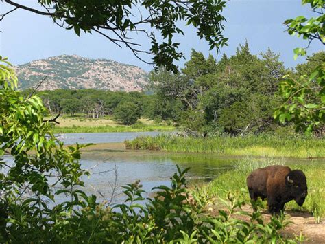 Wichita Mountains Buffalo Herd | Atlas Obscura