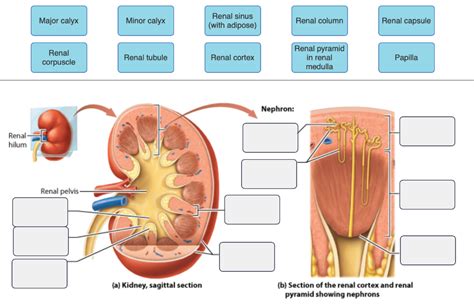 Calyx Anatomy - Anatomy Book