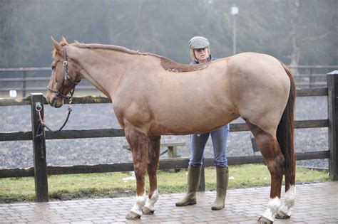 Celeb riders' clipping tips | Horse and Rider