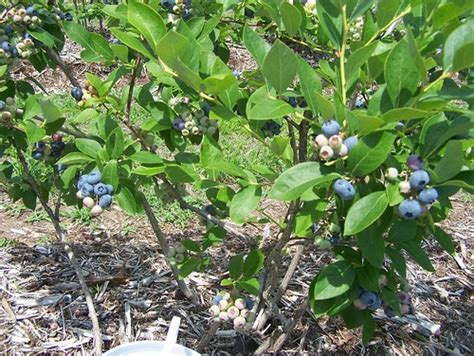 Blueberry Picking. | LumberJocks Woodworking Forum