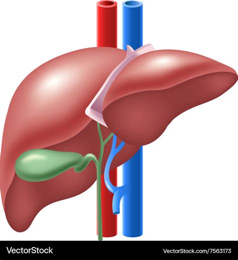 Cartoon of human liver and gallbladder Royalty Free Vector