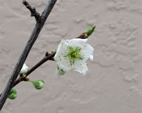 First Santa Rosa Plum blossoms of 2015 – Sunnyvale-Garden