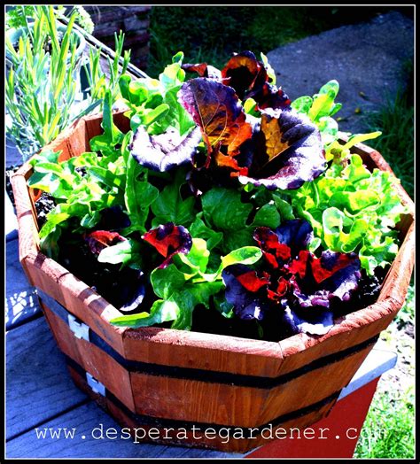 Desperate Gardener: Easy Container Gardening: How to not kill your plants