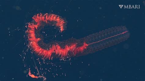 Weird and Wonderful: This spectacular deep-sea siphonophore is a sight to see - YouTube