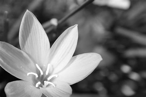 Fond de fleurs en noir et blanc Photo stock libre - Public Domain Pictures