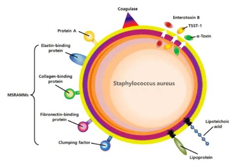 Staphylococcus aureus Virulence Factors • Microbe Online