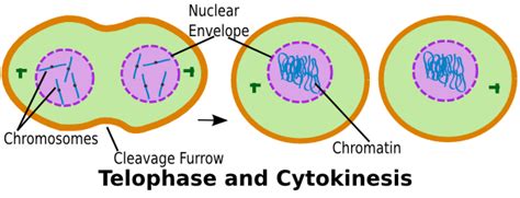 Cytokinesis Definition Images & Pictures - Becuo