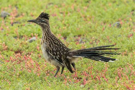 Is the Roadrunner a REAL bird? - Sigloxxi