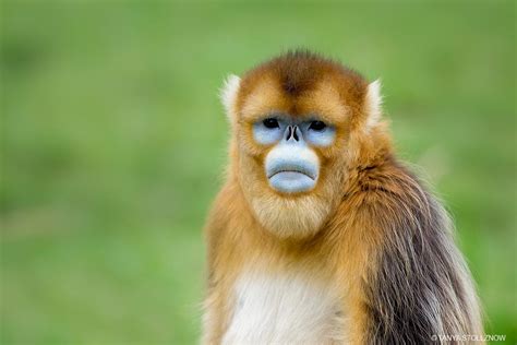 Golden snub-nosed monkey