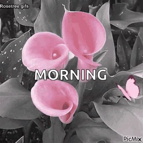 Good Morning Flowers GIF - Good Morning Flowers Butterfly - Discover & Share GIFs