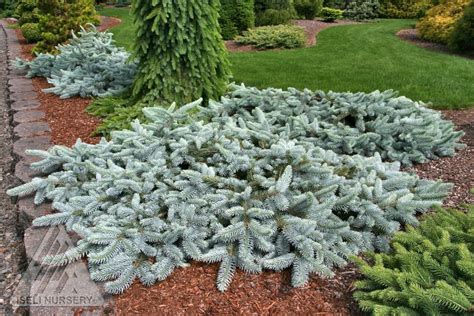 Picea pungens 'Glauca Procumbens' Blue Creeping Colorado Spruce | Evergreen garden, Garden ...