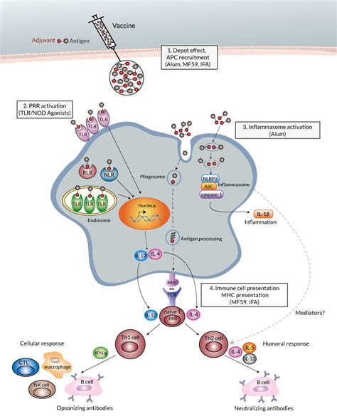 Vaccine Adjuvants Review | InvivoGen