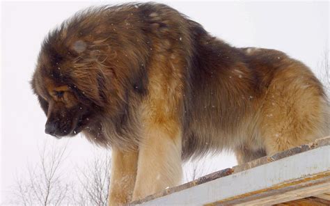 Leonberger Dog - A mix of Newfie, Longhaired Saint Bernard, and Great ...