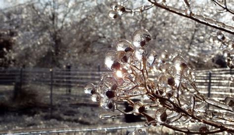 Ice Storm, the day after – Our Arts Magazine With Abbie Shores