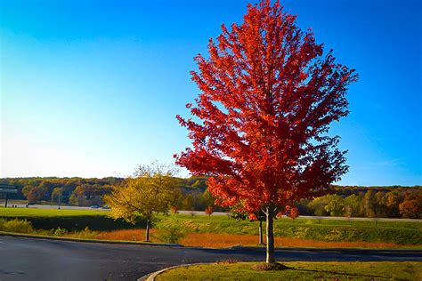 Autumn Flame Red Maple For Sale | The Tree Center™