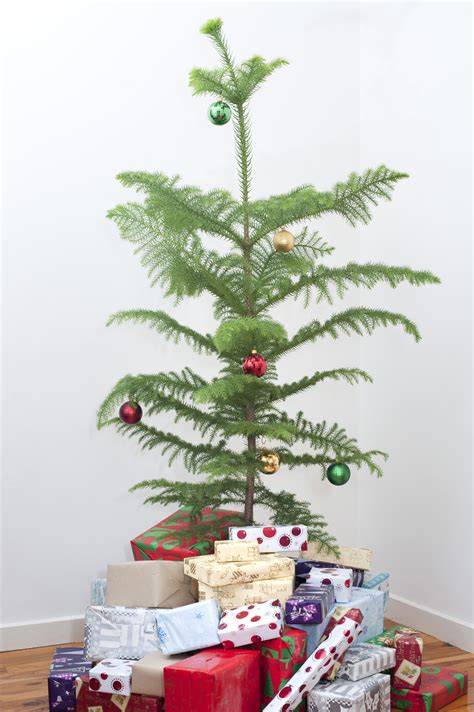 Photo of Gift boxes under the Christmas tree, indoors | Free christmas images