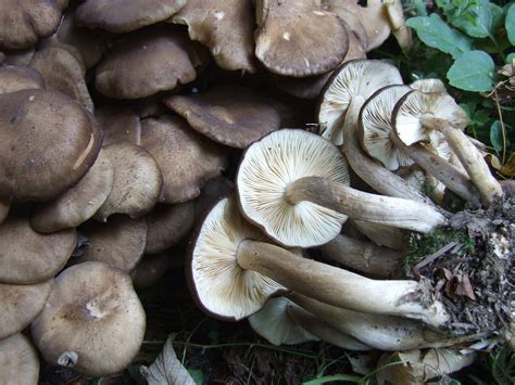 Lyophyllum decastes: The Ultimate Mushroom Guide