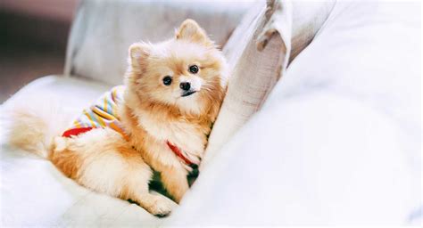 Pomeranian Names - Hundreds of Unique Ideas for Boys and Girls