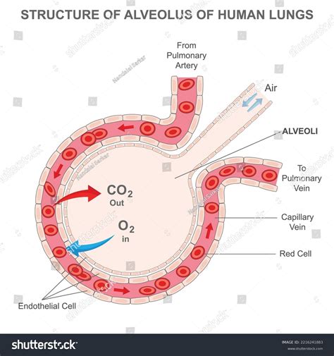 Lung Gas Exchange Diagram