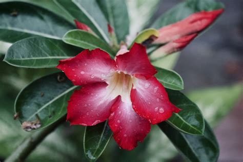 Adenium Obesum Flower Dew - Free photo on Pixabay