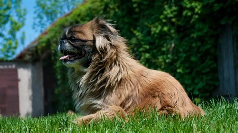 Pekingese - Chinese Lion Dog