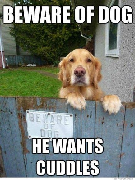 Hilarious Dog Memes That Will Make You Smile