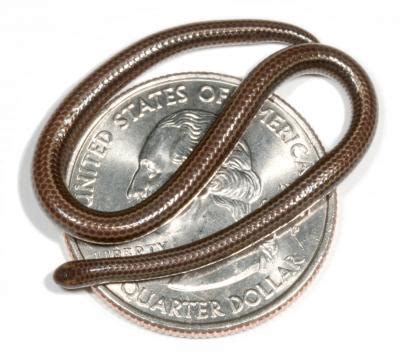 Barbados threadsnake - Wikipedia