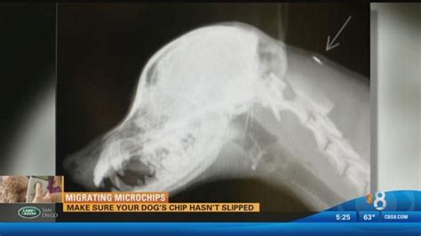 Migrating Microchips: Making sure your dog's chip hasn't slipped | cbs8.com