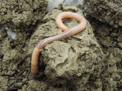 Endangered earthworms - Student blogs - Imperial College London