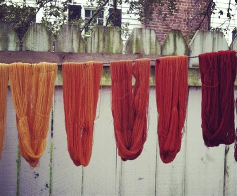 Madder Dye - Rubia tinctorum — All Natural Dyeing