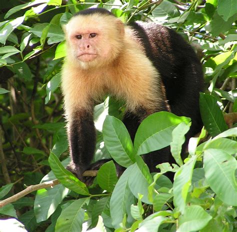 File:Capuchin Costa Rica.jpg - Wikimedia Commons