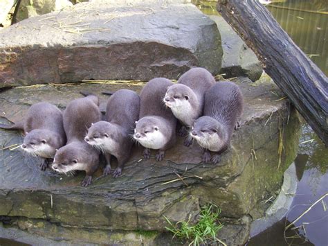 We loved the #otters at Paradise Wildlife Park Wildlife Park, Otters, Paradise, Animals ...