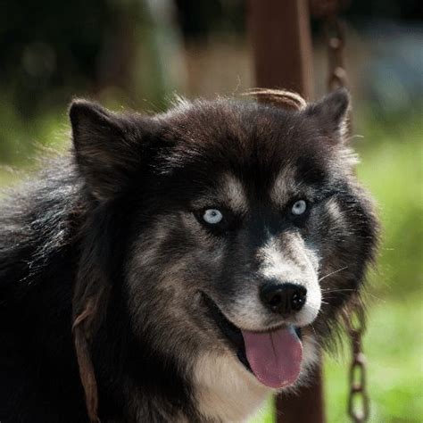 Agouti Husky - Breed Profile & Information - SpiritDog Training