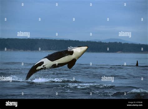 Orca (Orcinus orca) breaching, Alaska Stock Photo - Alamy