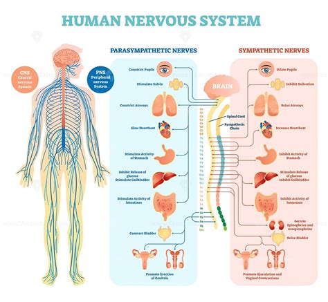 Human nervous system medical vector illustration diagram - VectorMine