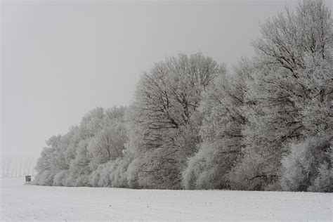 Winter Forest Landscape - Free photo on Pixabay